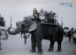 Elephant Rides